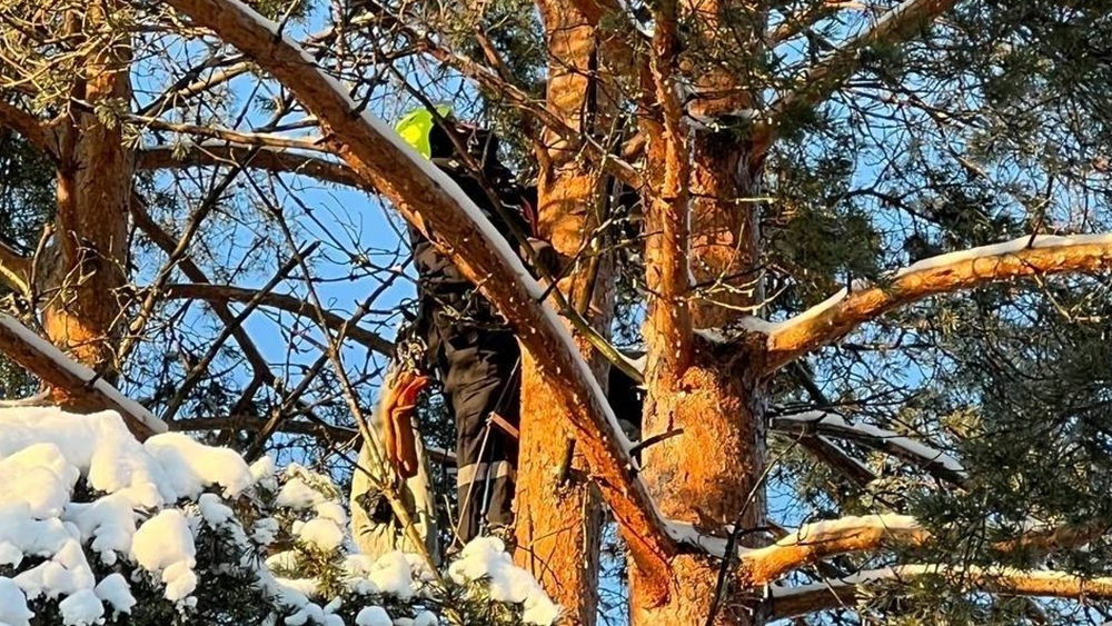 В поселке Солнечное кота спасли с 25-метрового дерева