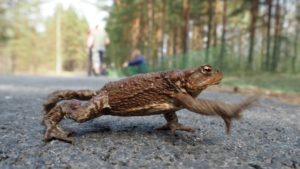 Открылся набор добровольцев для переноса жаб в заказнике «Сестрорецкое болото»