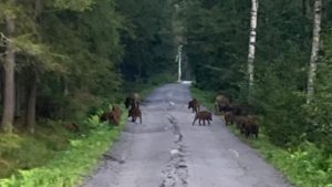 В зеленогорский питомник захаживают дикие кабаны